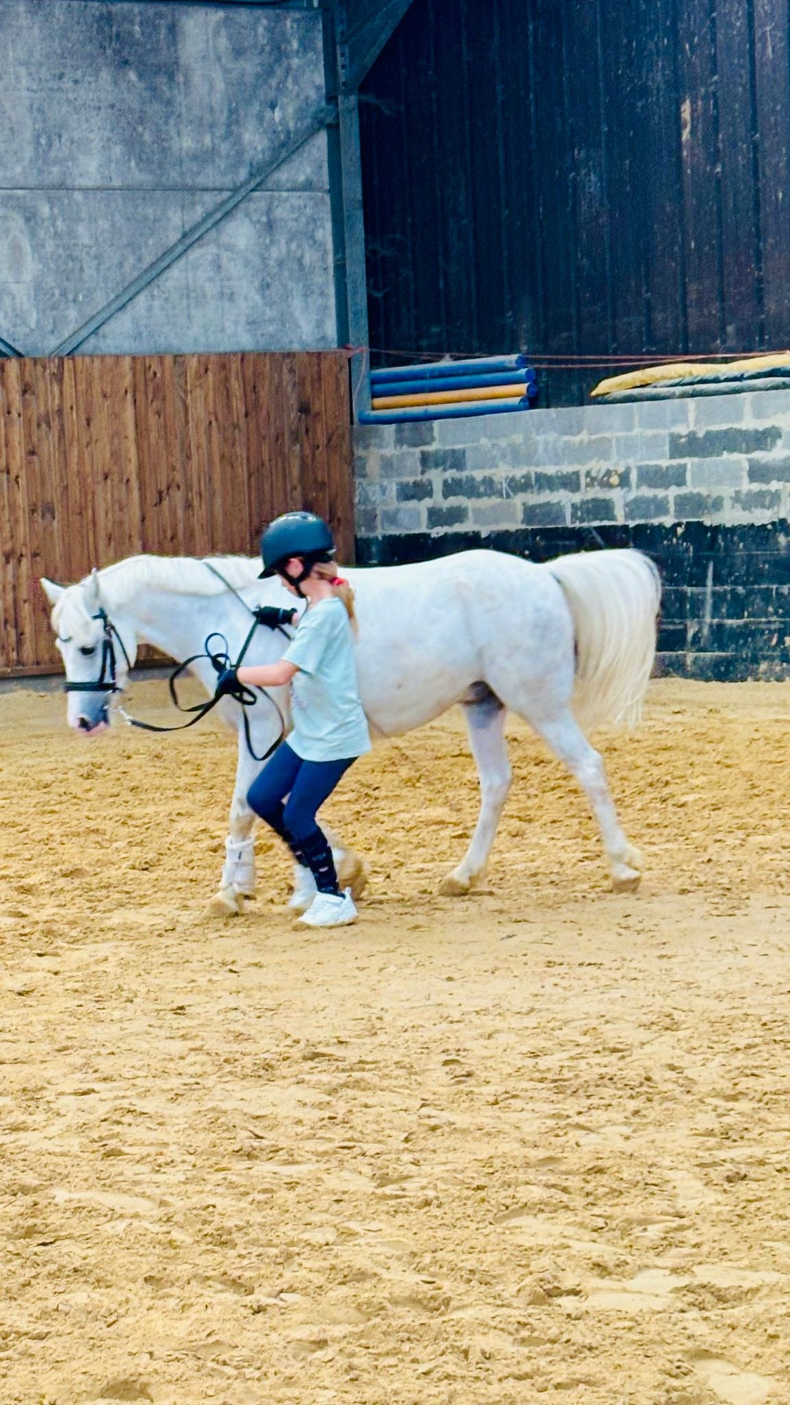 Young rider doing groundwork with a white pony in the arena