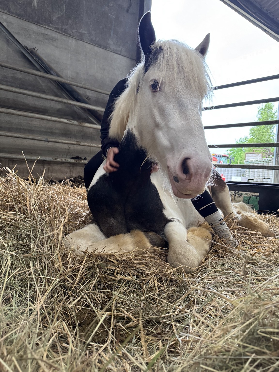 Pony resting comfortably in straw